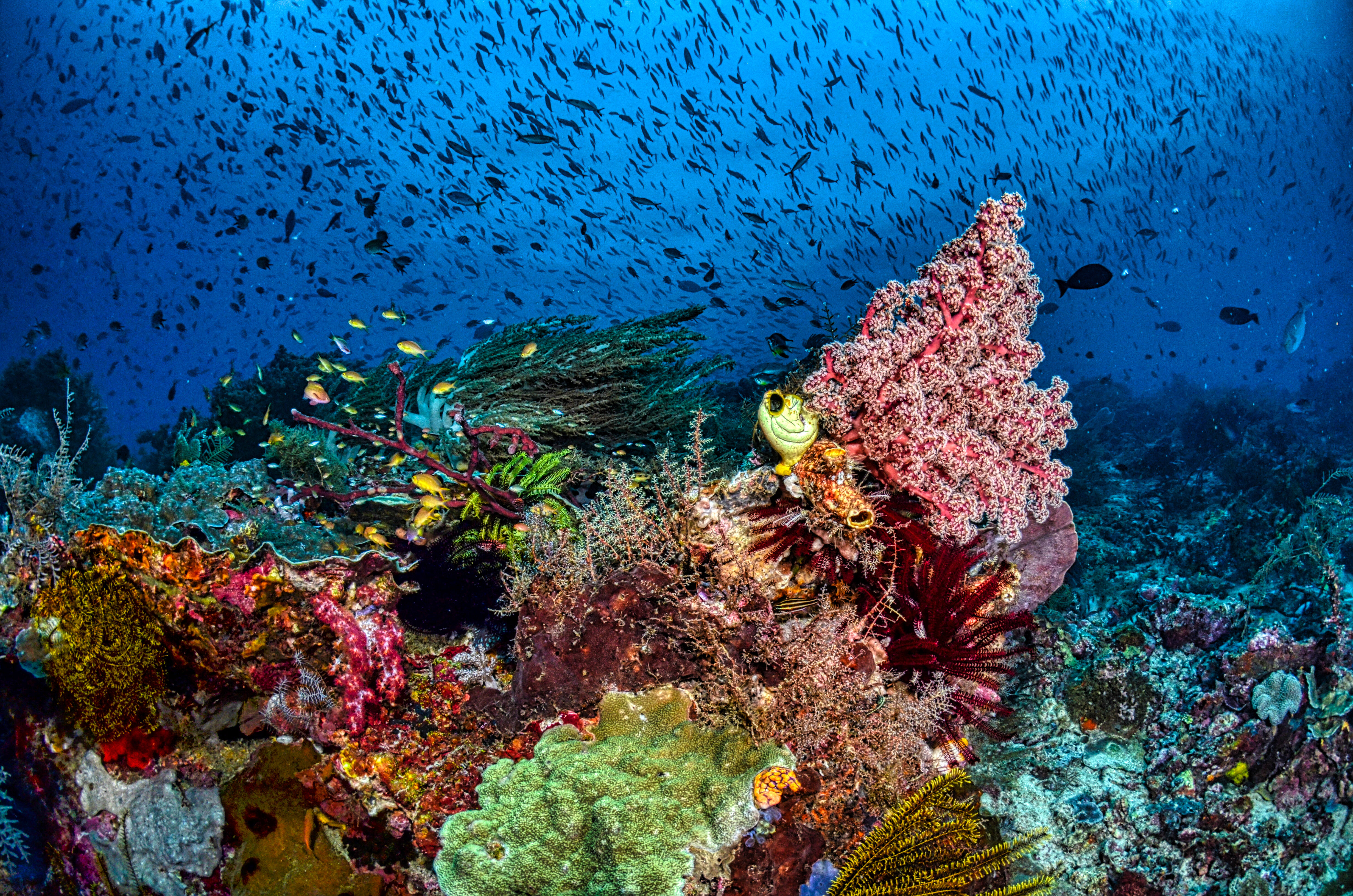 Explore the Great Barrier Reef: Australia's Natural Wonder